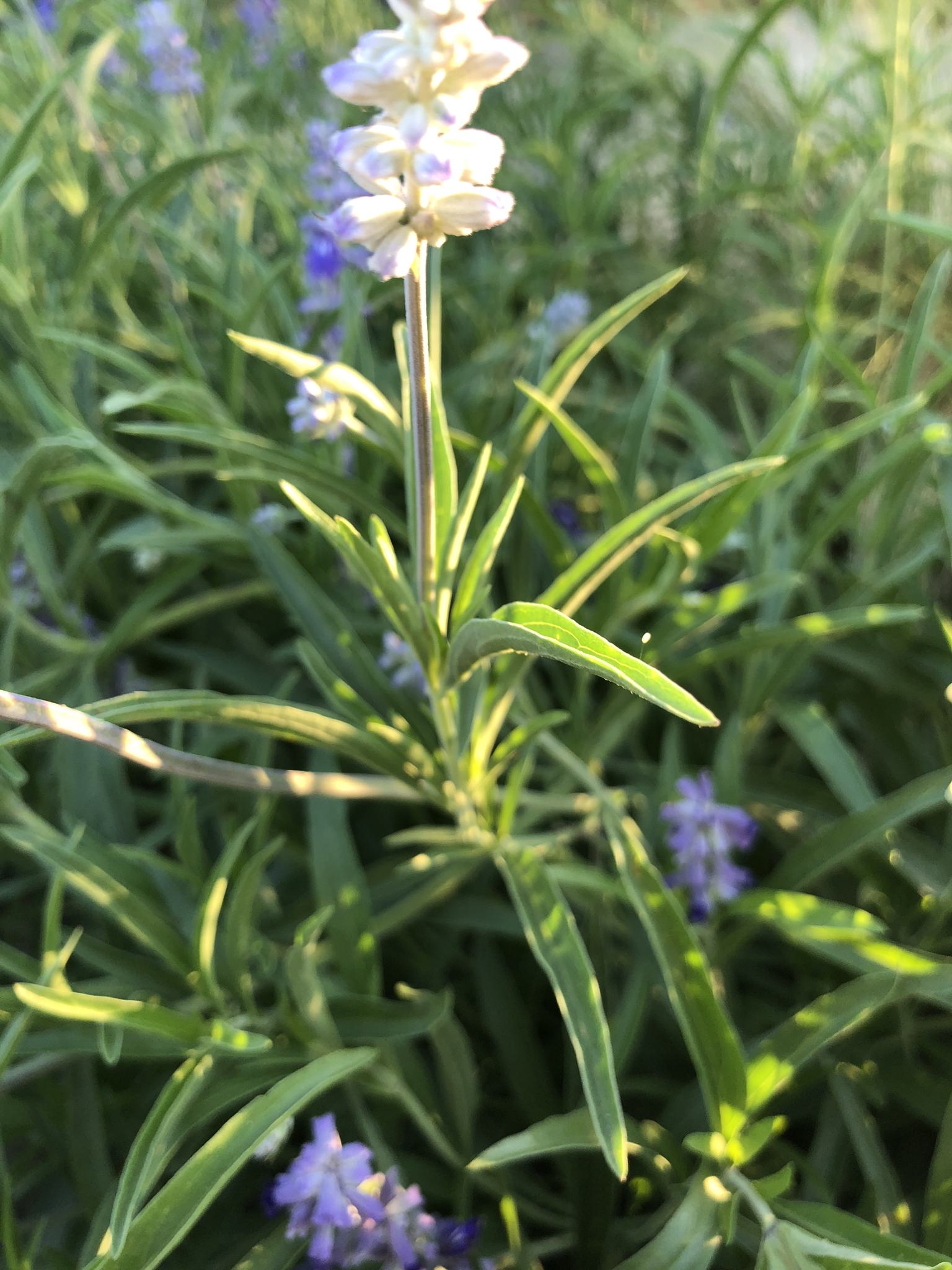 Salvia farinacea